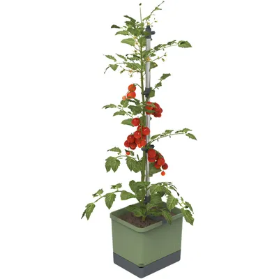 Produktbild von Gusta Garden Tom Tomato, Topfpflanzer, Freistehend, Polypropylen (PP), Aluminium, Grün, Rechteck, Draußen