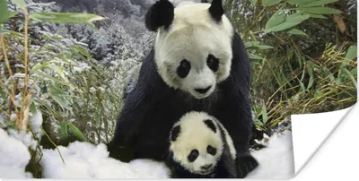 Produktbild von MuchoWow® Poster Panda - Jungtier - Schnee 120x60 cm - Bild