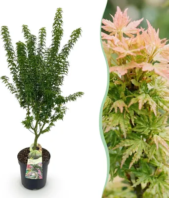 Image de Acer palmatum Koto Hime - Erable Japonais - Décidu - Vert - 80-90cm - Ø26cm - Plante de jardin