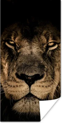 Produktbild von MuchoWow® Poster Löwe - Tiere - Schwarz - Porträt 20x40 cm - Plakat - Foto