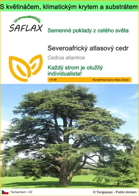 Obrázek produktu pro SAFLAX Garden to go - Severoafrický atlasový cedr - Cedrus atlantica - 20 Semena - S květináčem, klimatickou poklicí a pěstebním substrátem