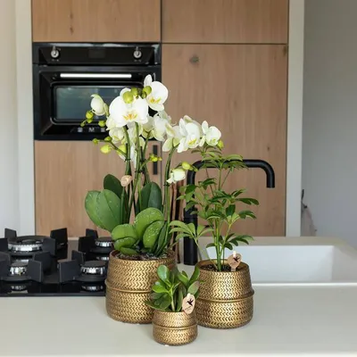 Produktbild von Blumentopf Rille - Gold - Ø6cm - Kleiner Keramik-Ziertopf mit Rillenstruktur