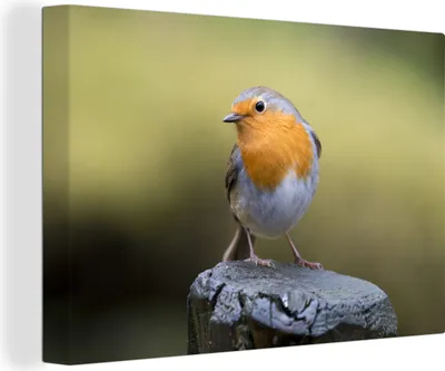Produktbild von OneMillionCanvasses® - Leinwandbilder - 140x90 cm, Rotkehlchen in der Natur, Wandbilder Kunstdruck Wanddekoration - Foto auf Leinwand - Gemälde auf Holzrahmen