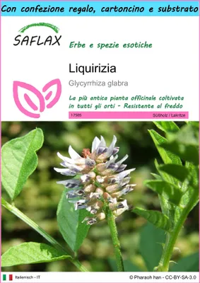 Immagine prodotto di SAFLAX Set regalo - Liquirizia - 30 semi - Glycyrrhiza