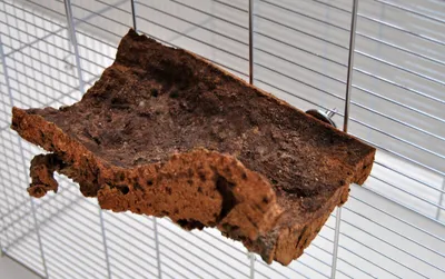 Produktbild von Korksitzbrett 15x10cm für Wellensittich, Nymphensittich zum Knabbern und Spielen