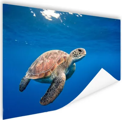 Produktbild von MuchoWow® Poster Schildkröte im Ozean 60x40 cm - Schlafzimmerdekoration