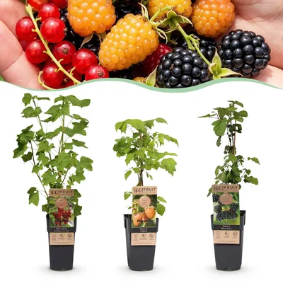 Image de Green boutiQ - Arbre fruitier - Mélange de groseilles et de mûres - Tricolore - Résistant au froid - Groseille rouge - Mûre noire - Framboise jaune - 3 plants - Pot de 15 cm - Hauteur 50 cm