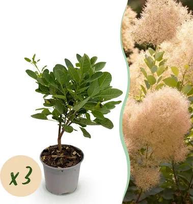 Immagine prodotto di Cotinus coggyria Young Lady - Verde 3 piante - Deciduo - Bassa manutenzione - 25-35cm - Ø12cm - Pianta da giardino