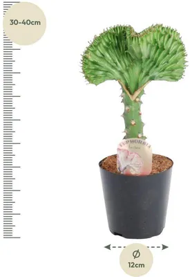 Produktbild von Famanu Euphorbia lactea Cristata - 35 cm - ø12 - Grün