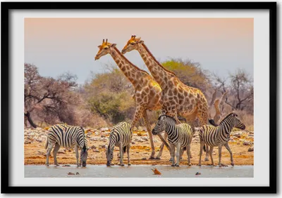Produktbild von Bild - Bilderrahmen - 100 cm x 70 cm - MDF - Rahmen - Foto - Wandkunst Giraffen und Zebras