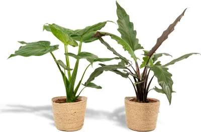 Obrázek produktu pro Sada pokojových rostlin Alocasia - Alocasia cucullata (šipkovolistá) Ø19cm