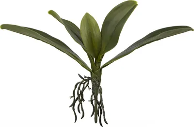 Zdjęcie produktu dla Fink ORCHIDEENBLÄTTER, Kunstblume, synthetische Faser, grün, H. 25 cm 185133