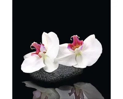 Produktbild von Glasbild White Orchid V 20x20 cm