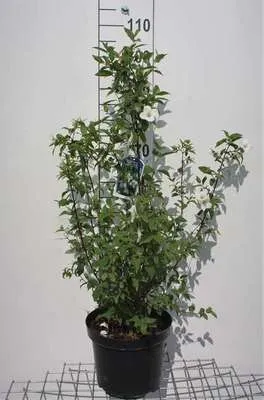 Obrázok produktu pre Philadelphus 'Belle Etoile' - Záhradný jazmín 60- 80 cm - Kontajner