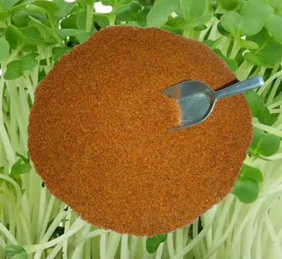 Produktbild von Kresse Grossblättrige Gartenkresse 500 g frische reine Ware