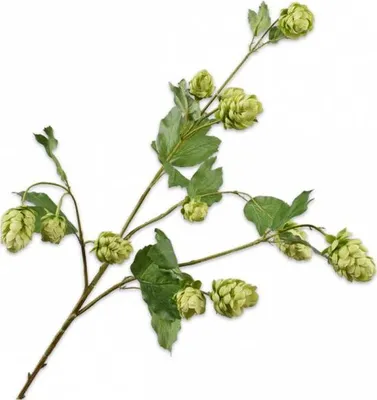 Produktbild von Silk-ka Kunstblume – Seidenblumen Hopfenzweig grün 77 cm