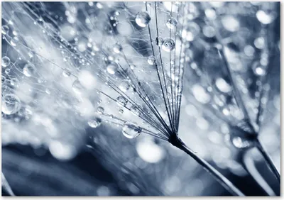 Produktbild von Tulup® Glas-Bild - 100 x 70 - Wandbild aus Glas - Wandkunst - Wandbild hinter gehärtetem Sicherheitsglas - Blumen & Pflanzen - Pusteblume - Grau