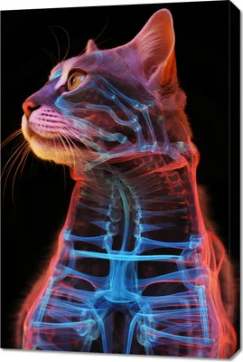 Produktbild von Bild 60x90cm Anatomie der Katze