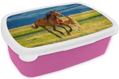 Produktbild von KitchenYeah® Lunchbox Brotzeit Brotdose 17x11 cm Pferde - Gras - Tiere - Landschaft - Natur Kinder Brotzeitdose - Lunchpaket - Brotkasten  - Sandwich Box