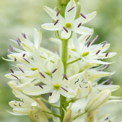 Produktbild von Camassia Blumen Zwiebeln Blumenzwiebeln Kamasja Silk River 3 St.