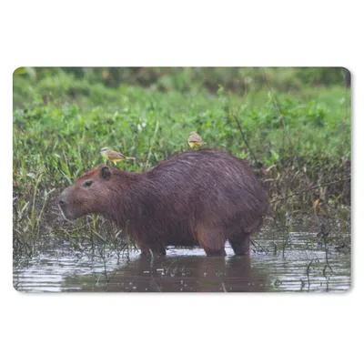Produktbild von MuchoWow® Mauspad Mousepad Ein Wasserschwein in einem Sumpfgebiet 27x18 cm - Mousepads - Maus Mat - Pad - Mausunterlage - Büroartikel - Desk Matten