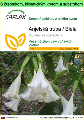 Obrázok produktu pre SAFLAX Garden to go - Anjelská trúba / Biela - Brugmansia suaveolens - 10 Semená - S črepníkom, klimatickým vekom a pestovateľským substrátom