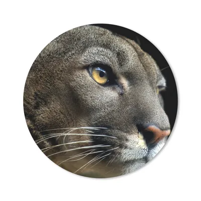 Produktbild von MuchoWow® Mauspad Mousepad Puma - Wilde Tiere - Porträt 20x20 cm - Mousepads - Maus Mat - Pad - Mausunterlage - Schreibtischmatte
