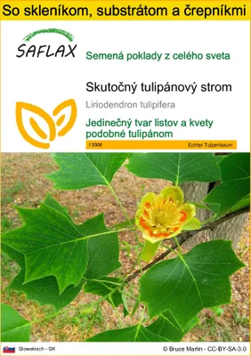 Obrázok produktu pre SAFLAX Kultivačný set - Skutočný tulipánový strom - Liriodendron tulipifera - 20 Semená - S mini skleníkom, pestovateľským substrátom a 2 črepníkmi