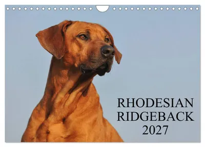 Produktbild von Rhodesian Ridgeback 2027 (Wandkalender 2027 DIN A4 quer), CALVENDO Monatskalender