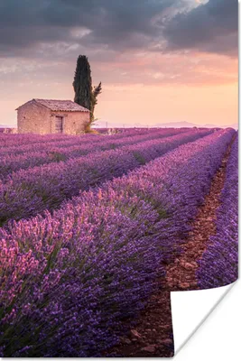 Produktbild von MuchoWow® Poster Lavendel - Blumen - Lila - Feld 20x30 cm - Papierdruck