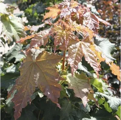 Obrázek produktu pro Javor mleč FloraSelf Acer platanoides 'Globosum' výška 125-150 cm květináč 18 l