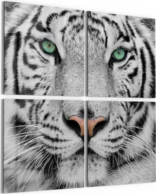 Produktbild von DEQORI Glasbild Echtglas 4x50x50 cm 'Blick des Tigers' Wandbilder XXL groß