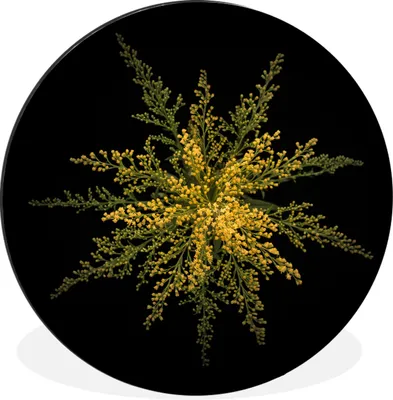 Produktbild von MuchoWow® Aluminium Wandkreis Eine Goldrutenblüte auf schwarzem Hintergrund Ø 90 cm Wanddeko Modern Wohnzimmer - Mauerkreis - Wandbilder - Runde Bild - Bild aus Aluminium - Schlafzimmer - Wohnzimmerdekoration - Wand Dekoration