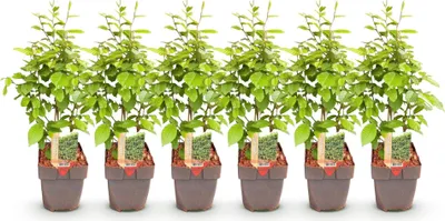 Image de Green boutiQ - Plantes de haie - Carpinus betulus - feuillage vert - 6 plants - 1 mètre linéaire - à feuilles caduques - pot de 17 cm, hauteur 55 cm