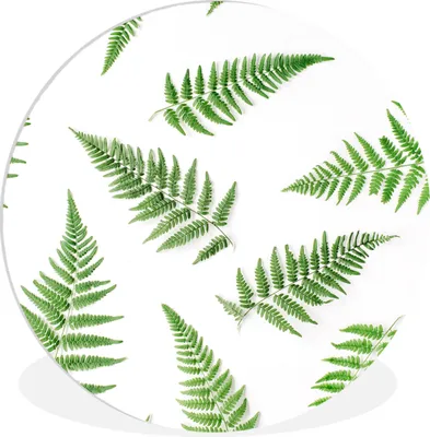 Produktbild von MuchoWow® Rundes Wandbild - Runde Bilder Grün - Tropisch - Farn Ø 90 cm Kreis Wanddekoration Kunststoff - Wandkreis - Wandschmuck - Wand-Kreis - Wohnzimmer - Bild - Runde - Wanddeko - Dibond - Kunstdrucke