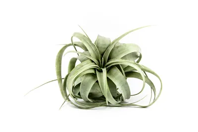 Obrázok produktu pre Gardners Tillandsia xerographica