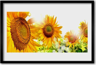 Produktbild von Bild 60x40 MDF-Rahmen Wandkunst Sonnenblume Pflanze