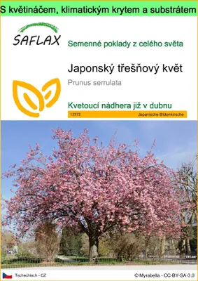 Obrázek produktu pro SAFLAX Garden to go - Japonský třešňový květ - Prunus serrulata - 30 Semena - S květináčem, klimatickou poklicí a pěstebním substrátem