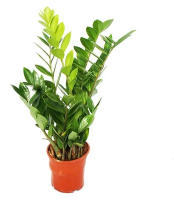 Obrázek produktu pro Zamioculcas zamiifolia - Zamio palma - Zamio kapradina 14cm hrnec