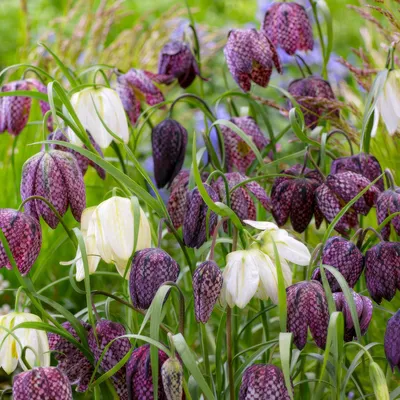 Produktbild von Kaiserkronen Knollen Mehrjährig - Fritillaria Meleagris Schachbrettblume - 25 Blumenzwiebeln - Echte Pflanzen aus Holland - für Garten, Topf und Balkon (kein Samen und nicht künstlich)