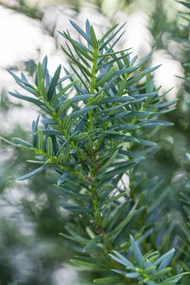 Produktbild von Taxus cuspidata 'Lescow', Japanische Eibe, 40–50 cm