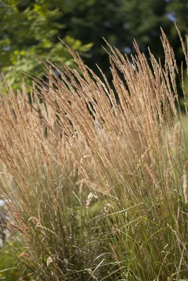 Produktbild von Calamagrostis x acutiflora 'Karl Foerster', Reitgras, ca. 9x9 cm Topf