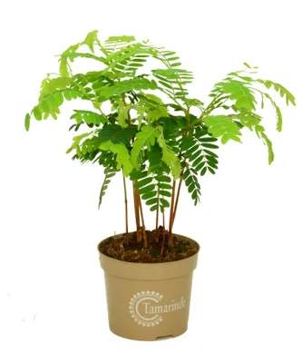 Produktbild von Indische Dattel Tamarindus indica 60cm