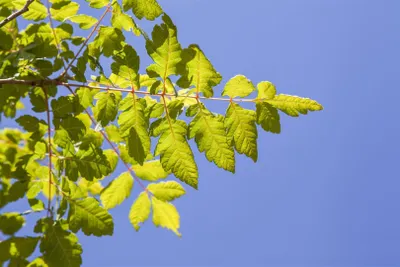 Produktbild von Koelreuteria paniculata, Blasenbaum, 60–80 cm