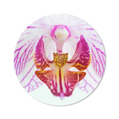 Produktbild von MuchoWow® Mauspad Mousepad Orchidee Detail 20x20 cm - Mousepads - Maus Mat - Pad - Mausunterlage - Schreibtischmatte
