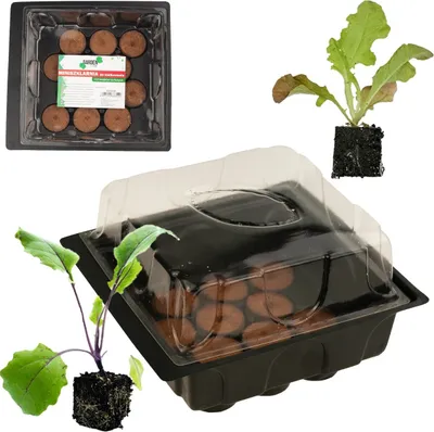 A product shot of a mini greenhouse germination kit with peat discs, and two young plants.