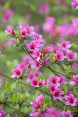 Produktbild von Rhododendron obtusum Silvester 20-25 cm, im Topf