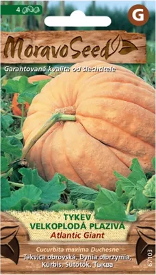 Obrázek produktu pro Tykev velkoplodá plazivá ATLANTIC GIANT 67103