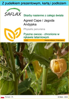 Zdjęcie produktu dla SAFLAX - Zestaw prezentowy - Agrest Cape / Jagoda Andyjska - 100 Nasiona - Z pudełkiem upominkowym, etykietą wysyłkową, kartą podarunkową i podłożem uprawowym - Physalis peruviana