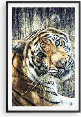 Produktbild von Gerahmtes Poster - Schwarzer Rahmen - Indien stein tiger wild - 61x91,5 cm - Wand Bild - Wanddeko - Wandbilder - Wandposter - Bilderrahmen - Bilder - Kunstdruck - Wandbild - P2BPA61x91-2464